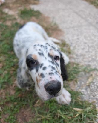 Setter inglese maschio tricolore