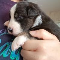 Pastore australiano con pedigree