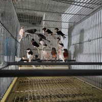 Canarini arlecchino portoghese