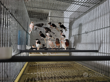 Canarini arlecchino portoghese