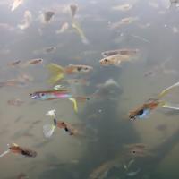 Guppy a blocco di 13 alla volta
