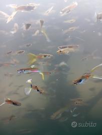 Guppy a blocco di 11 alla volta