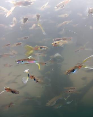 Guppy a blocco di 13 alla volta
