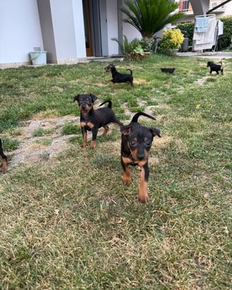 Pinscher cuccioli