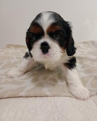 Cavalier king pedigree ENCI