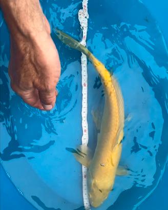 Carpe Koi