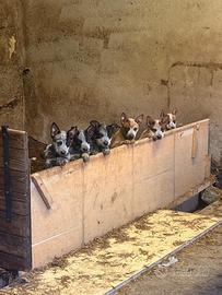 Cuccioli Australian Cattle Dog con Pedigree
