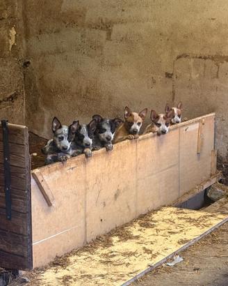 Cuccioli Australian Cattle Dog con Pedigree