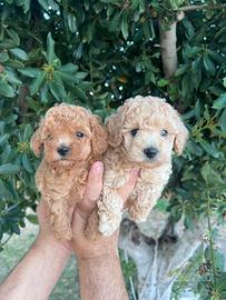 Cuccioli barboncino