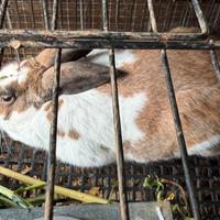 Coniglio riproduttore