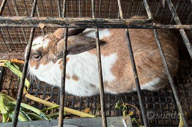 Coniglio riproduttore