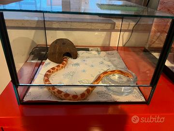 Serpente del grano morph amel