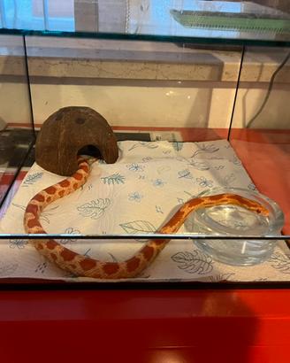 Serpente del grano morph amel