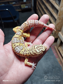 Geco leopardino bell