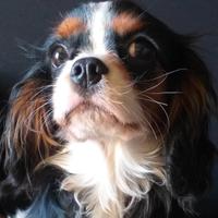 Cavalier king charles spaniel maschio