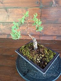 Bonsai di Ginepro. Visita il profilo.