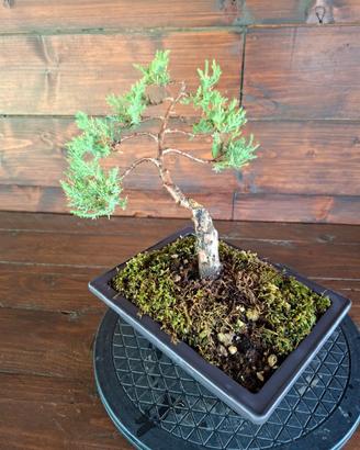 Bonsai di Ginepro. Visita il profilo.