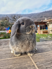 Coniglio ariete nano