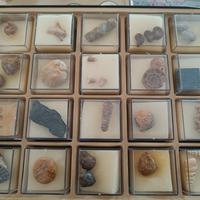 collezione fossili 