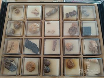 collezione fossili 