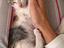 Immagine 2