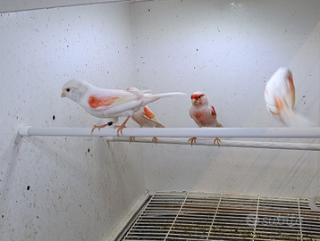 Canarini mosaico rosso 2025