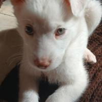 Cucciolo cane simil maremmano femmina