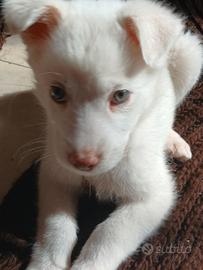 Cucciolo cane simil maremmano femmina