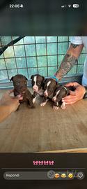 Cucciole American pitbull terrier