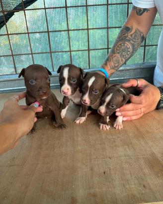 Cucciole American pitbull terrier