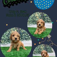 Cockapoo maschi