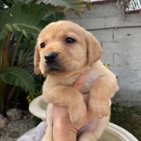 Cuccioli di Labrador retriever con Pedigree Enci