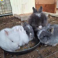 Conigli nani testa di leone