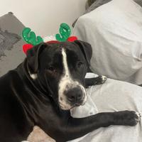 Amstaff