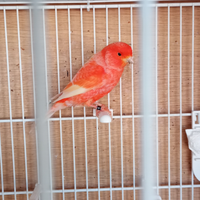 Canarino Rosso brinato