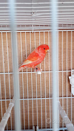 Canarino Rosso brinato