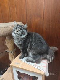 Ultimi Maine coon rimborso spese