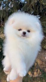 Spitz della Pomerania