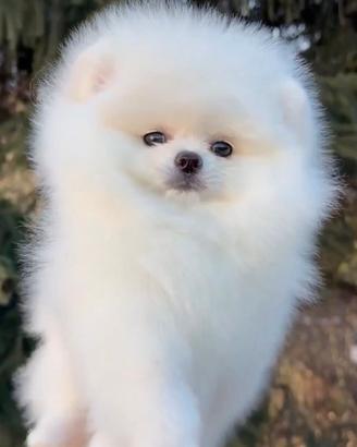 Spitz della Pomerania