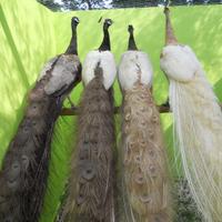 Pavoni giovani e adulti