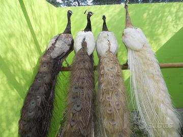 Pavoni giovani e adulti