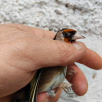 Cardellino da cova