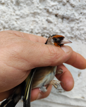 Cardellino da cova