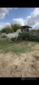 Cavallo Purosangue Arabo stallone