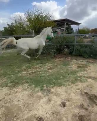 Cavallo Purosangue Arabo stallone