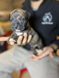 American pitbull terrier