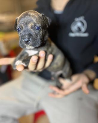 American pitbull terrier