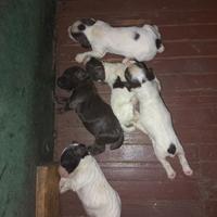 Cani da caccia e tartufo