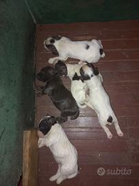 Cani da caccia e tartufo