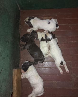 Cani da caccia e tartufo